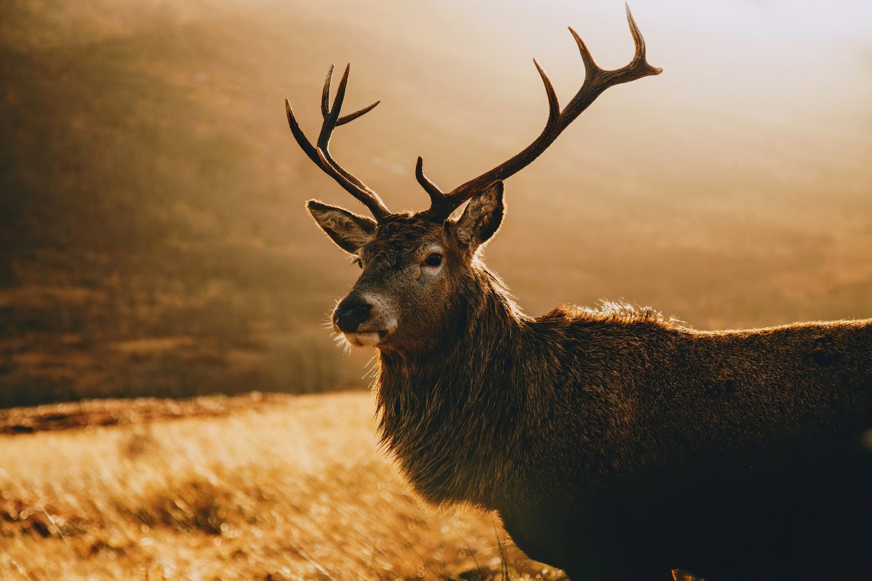 Deer Morning Landscape 4k