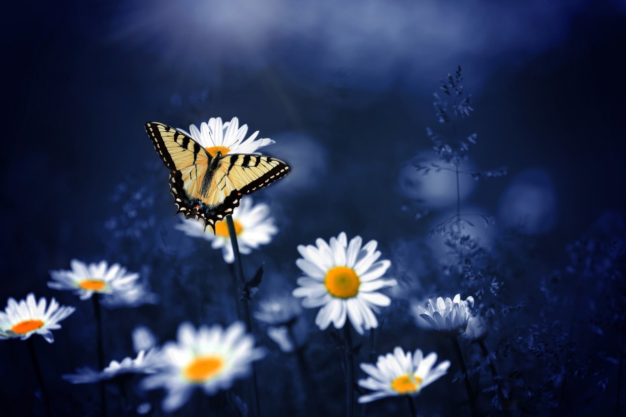 Butterfly On Flowers