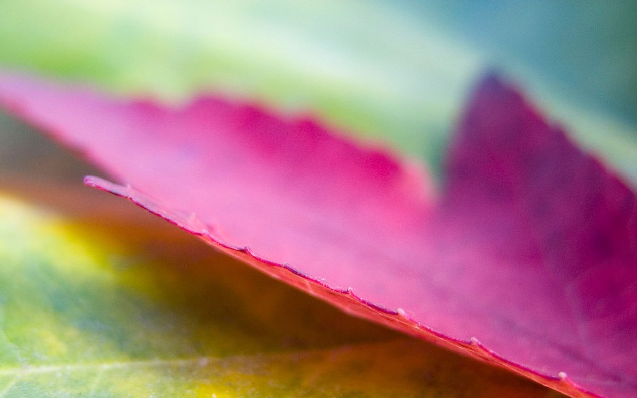 Leaf Maple