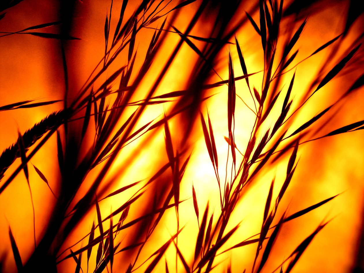 Blades Of Grass