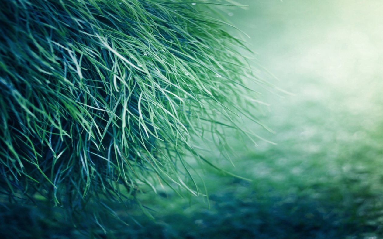 Pure Grass