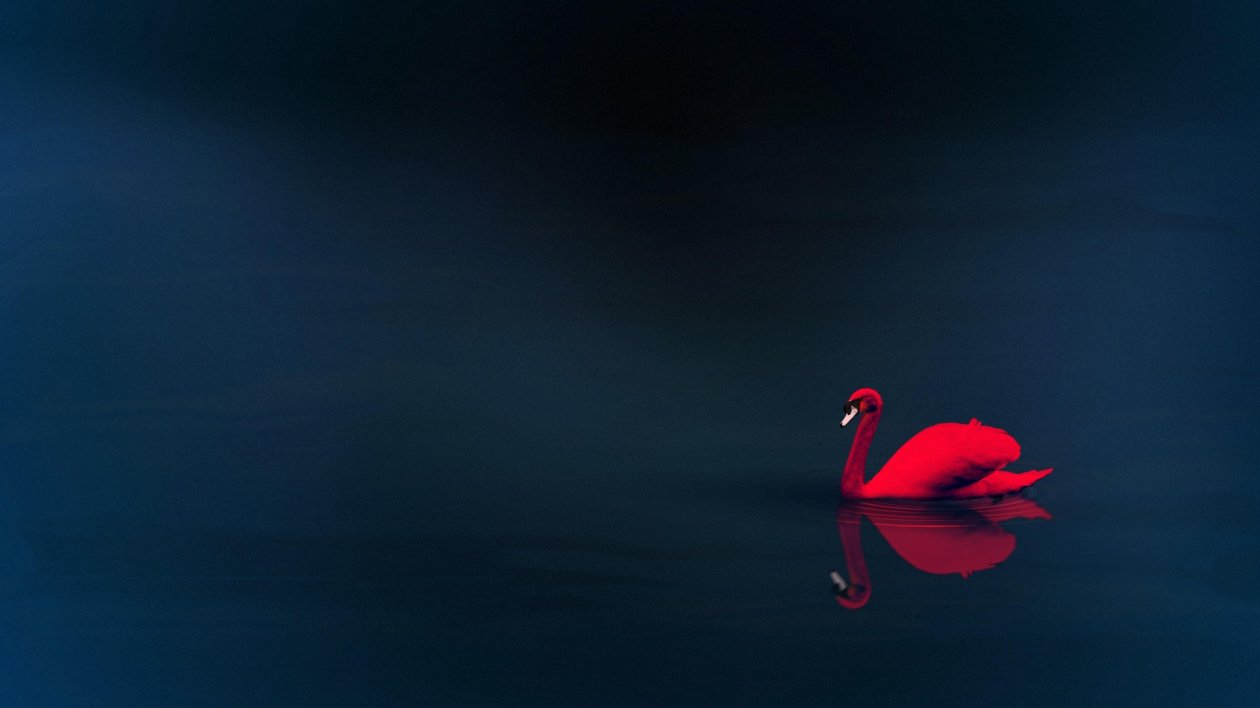 Swan 4k