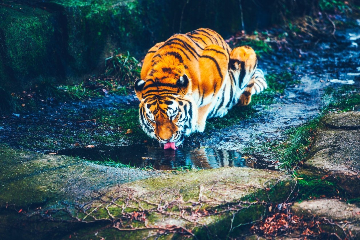 Tiger Drinking Water HD