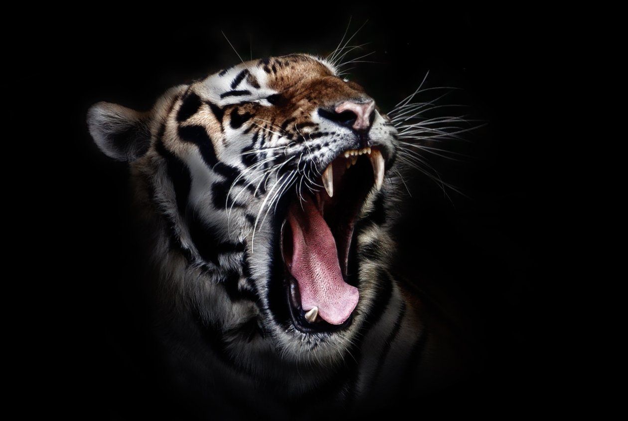 Tiger Open Mouth