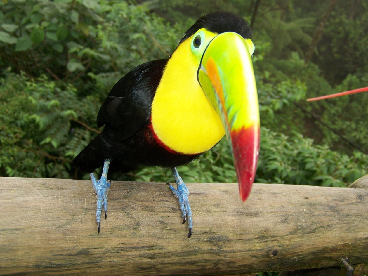 Toucans