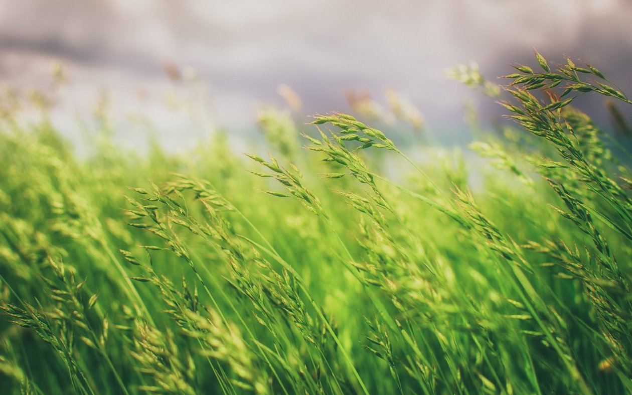 Grass Field