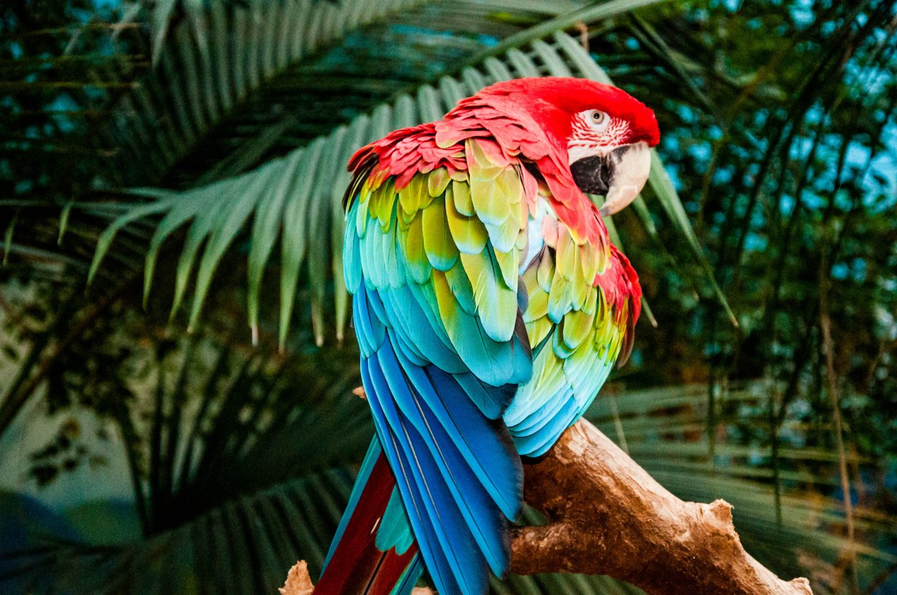 Macaw Colorful Bird 4k