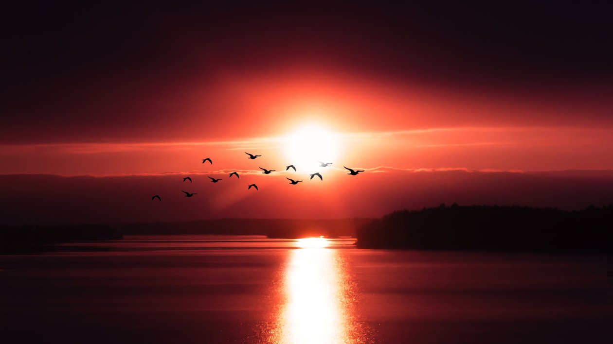 Birds Flying Over Body Of Water 4k