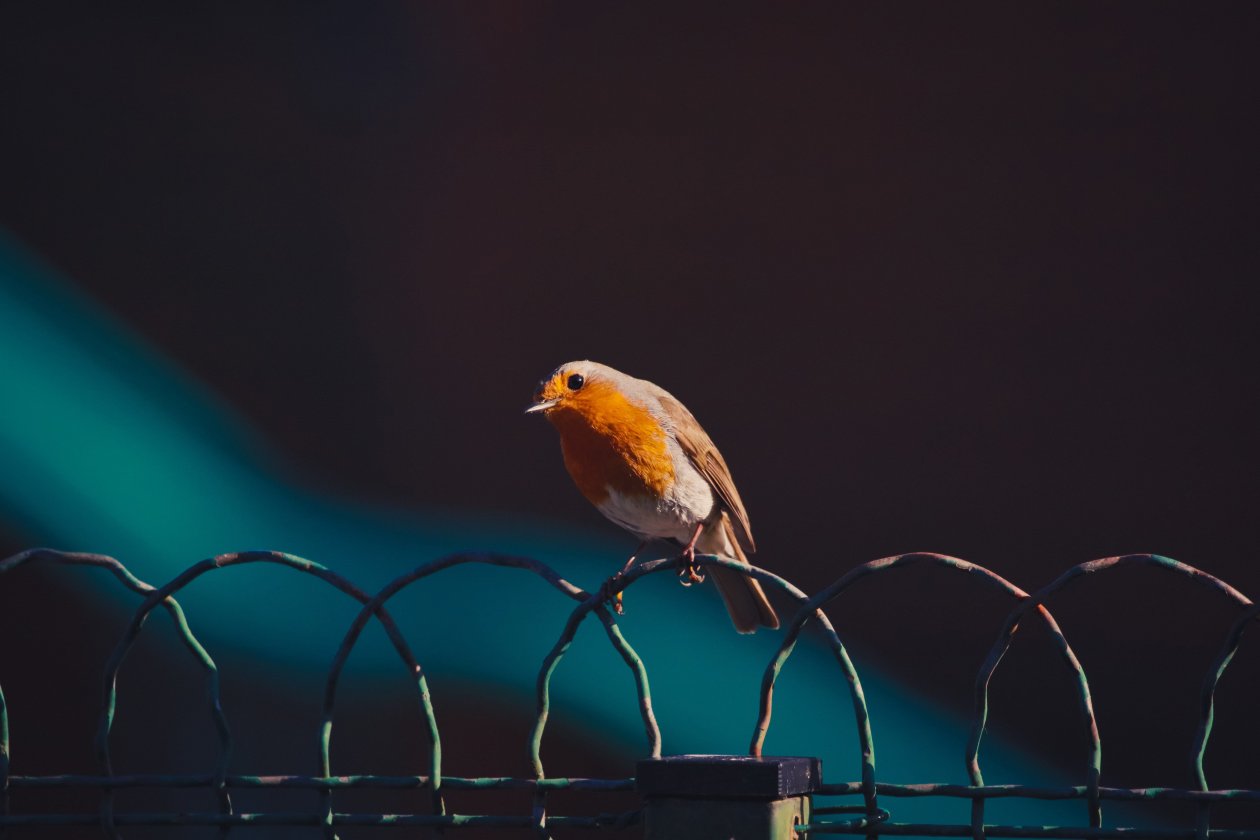 American Robin Bird 5k