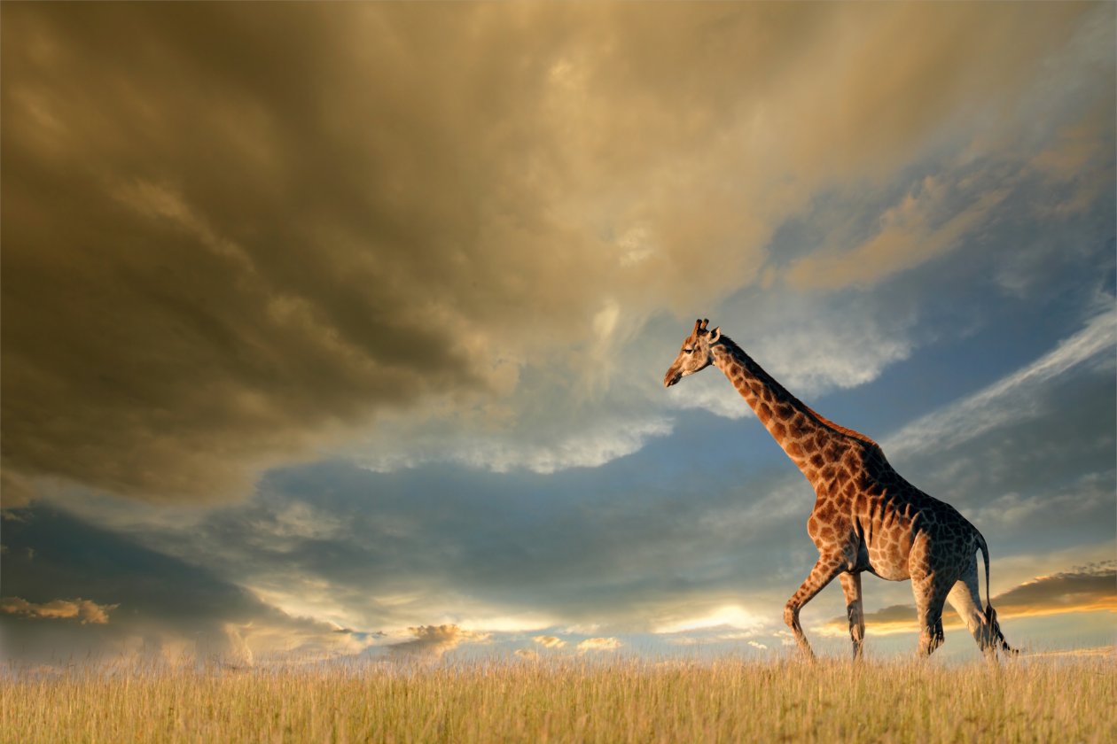 4k Giraffe