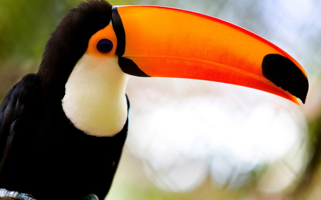 Toucans Long Beak