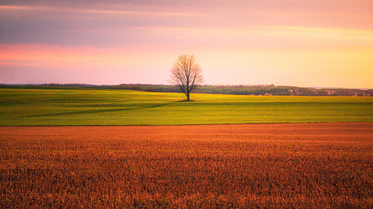 Lonely Tree In The Middle Of A Crop Field 4k