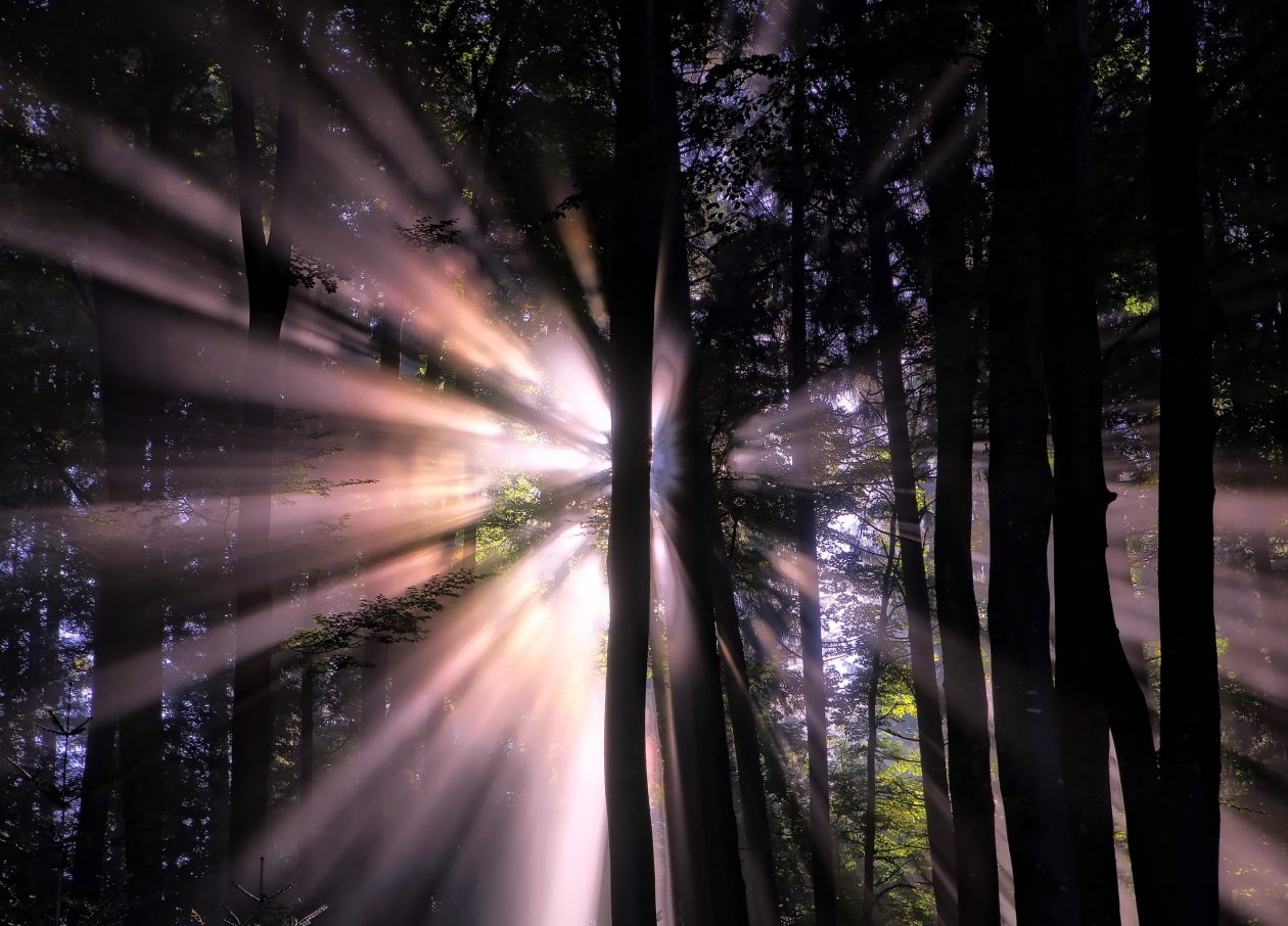 Sunbeam In Forest