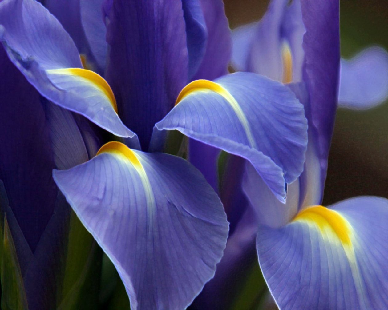 Purple Beautiful Flower