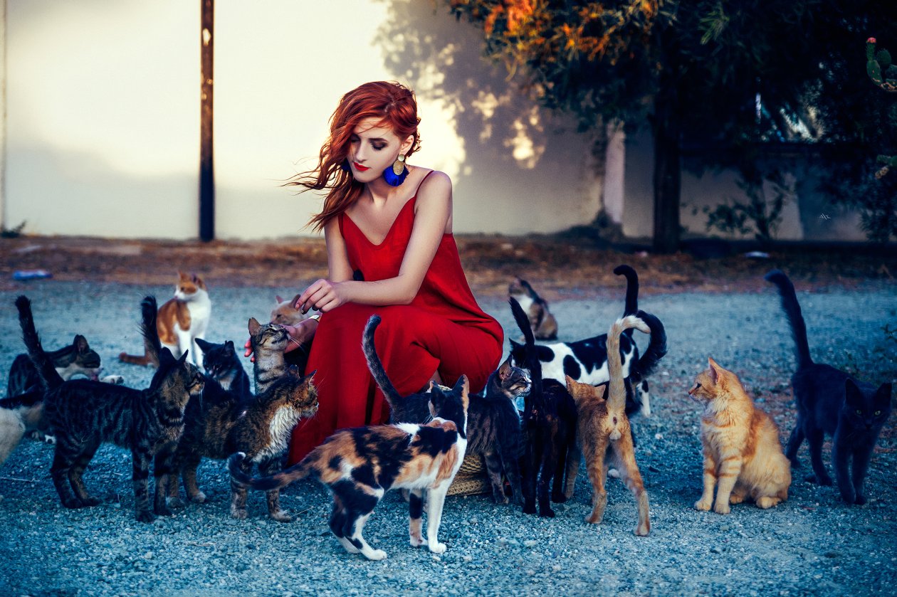 Girl In Red Dress Playing With Cats 4k