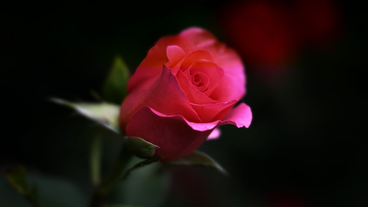 Rose Flower