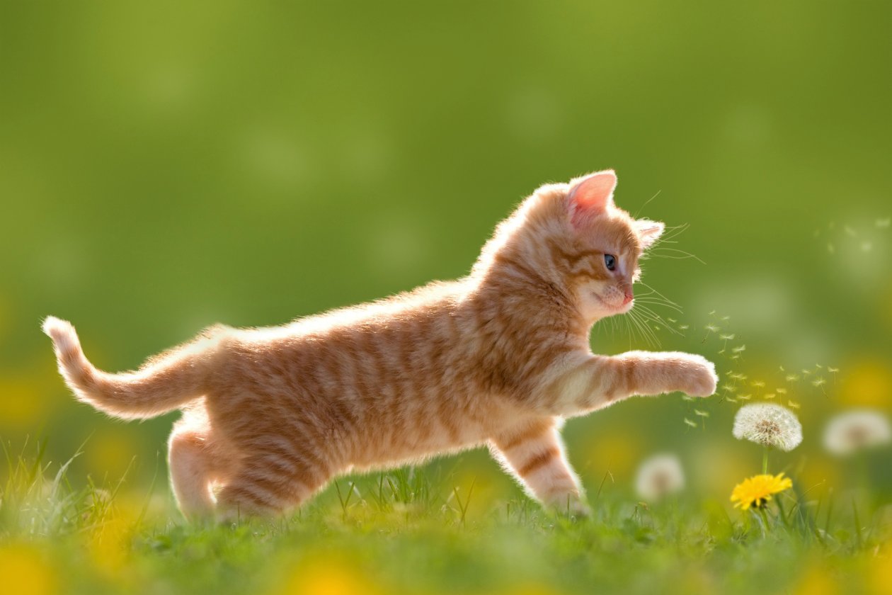 Kitten Cute 4k