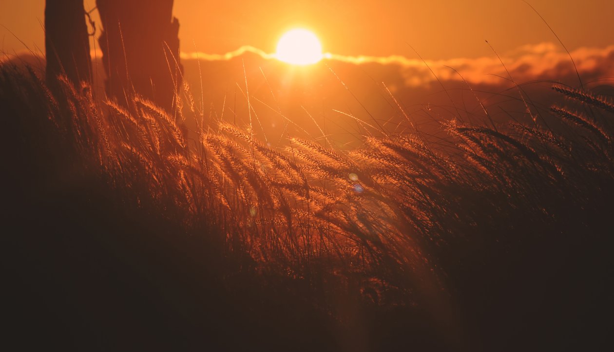 Corn Filed Sunset 5k