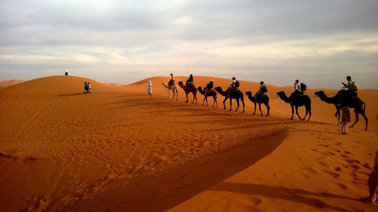 Camels In Caravan Desert