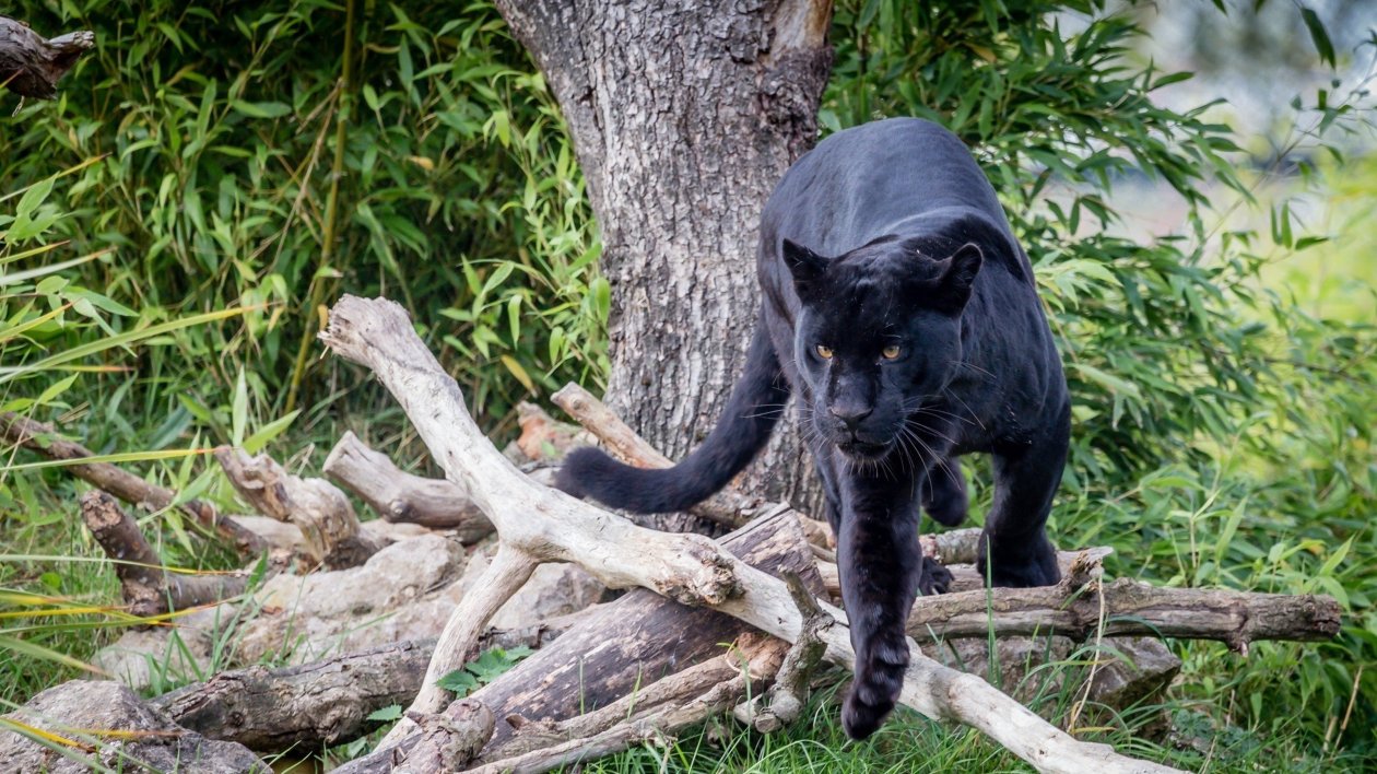 Black Panther HD