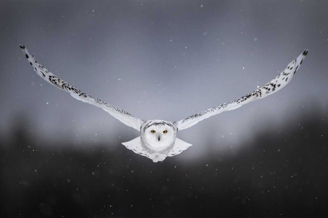 White Snow Owl Flying