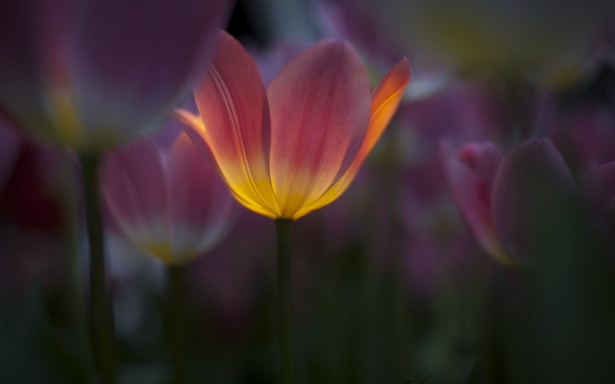 Tulip