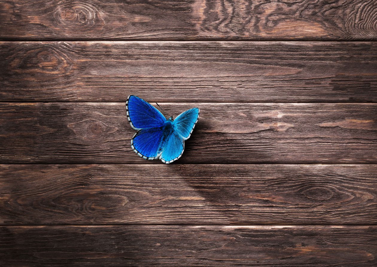 Butterfly 8k