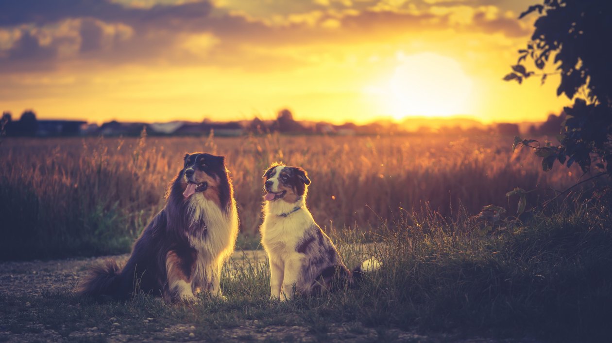 Australian Shepherds HD
