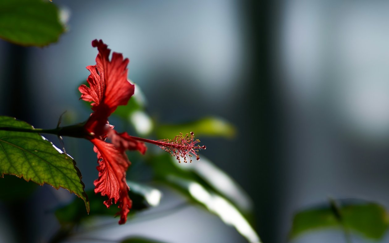 Hibiscus Flower