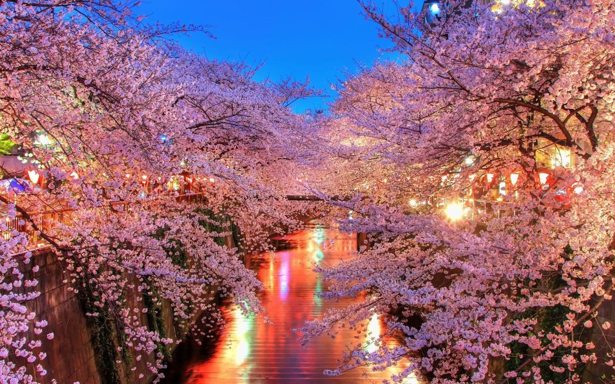 Cherry Blossom Trees