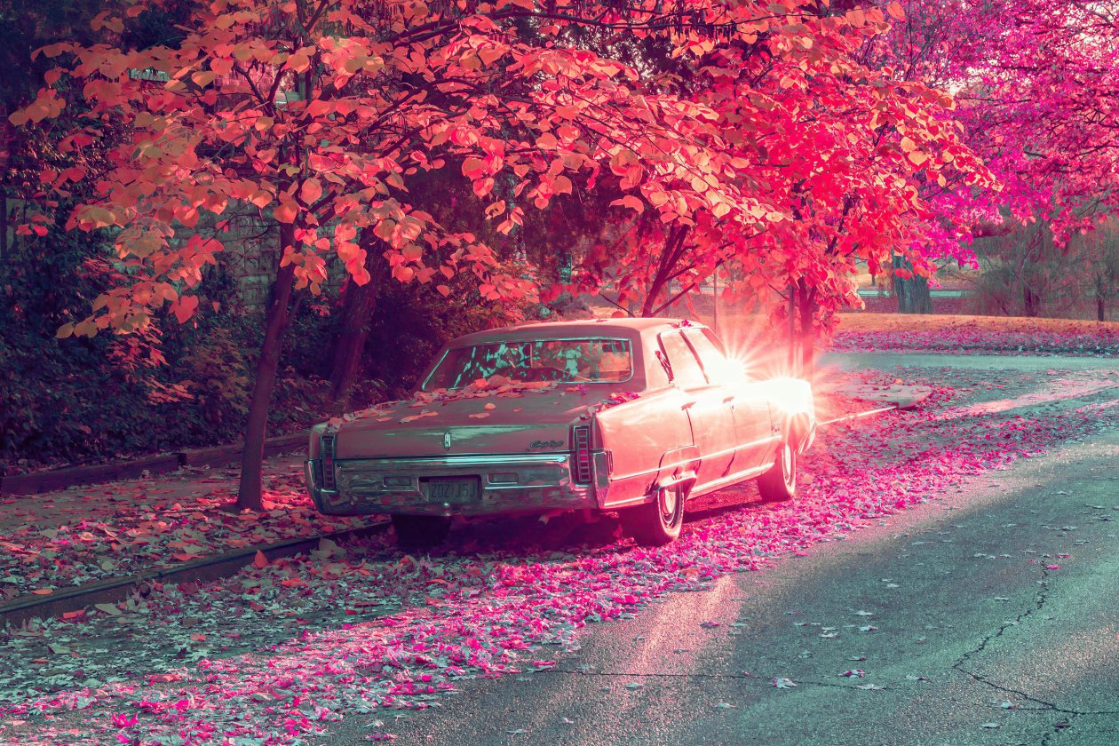 Vintage Car Parked Under Tree Covered By Flowers