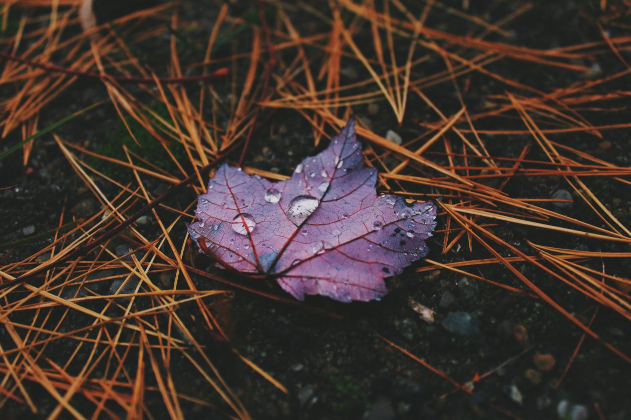 Water Drops On Leaves 4k