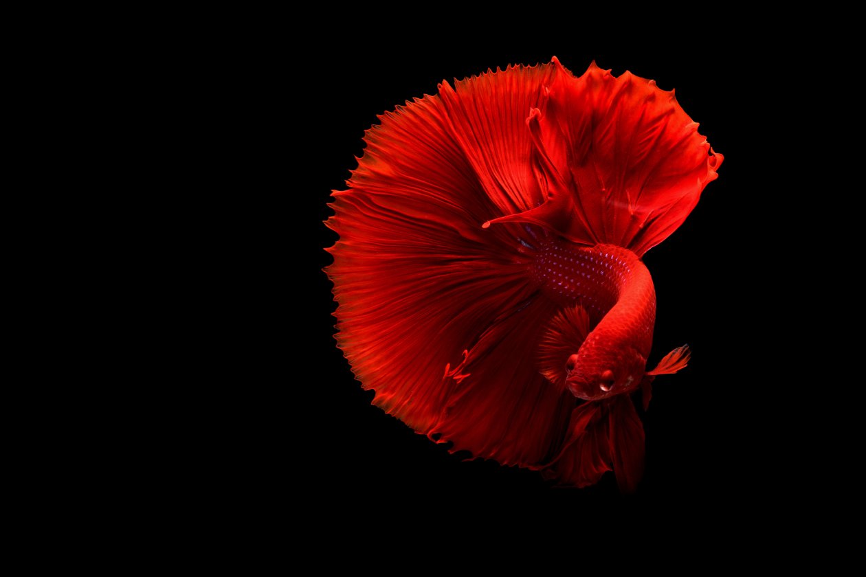 Siamese Fighting Fish 4k