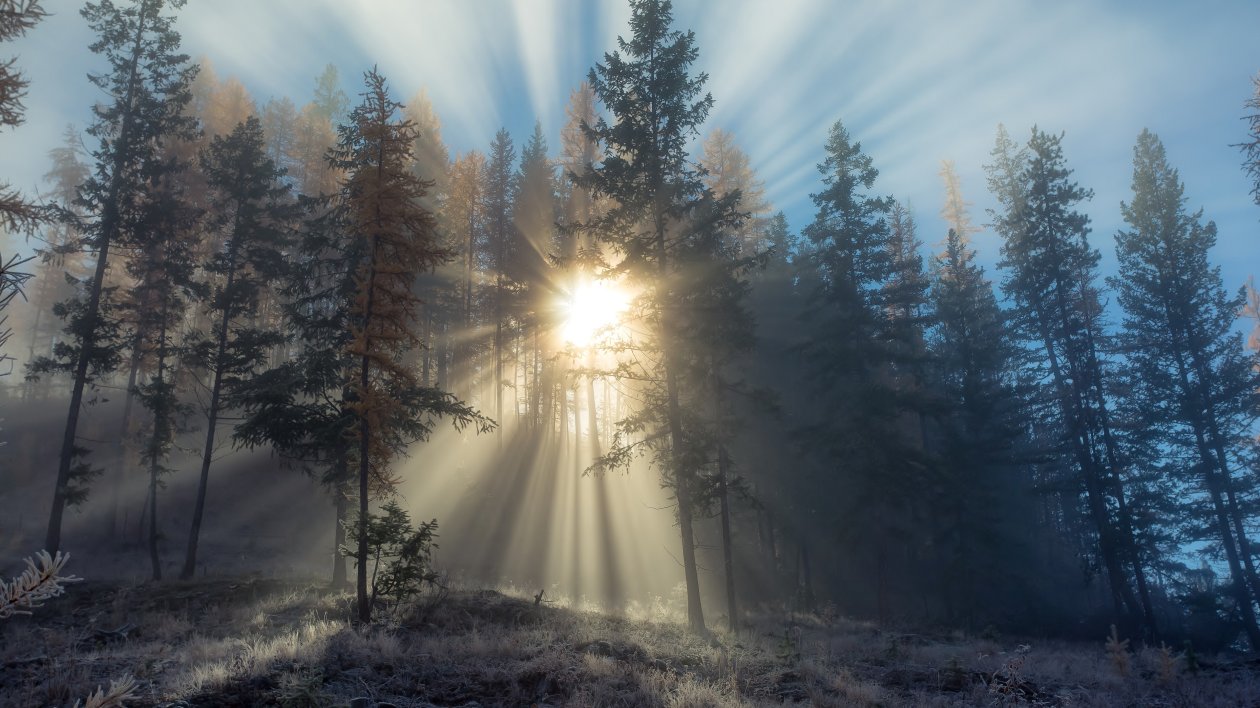 Sunlight Path In Snowy Trees