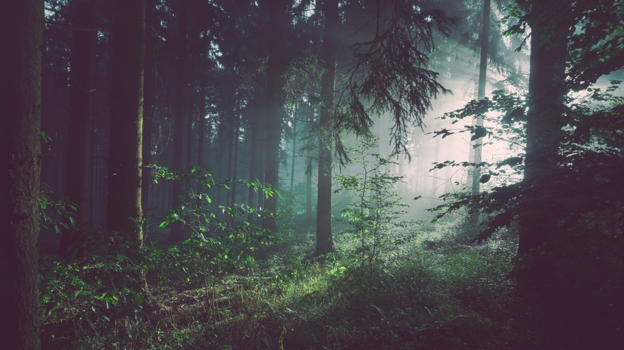Sunbeams In Woods