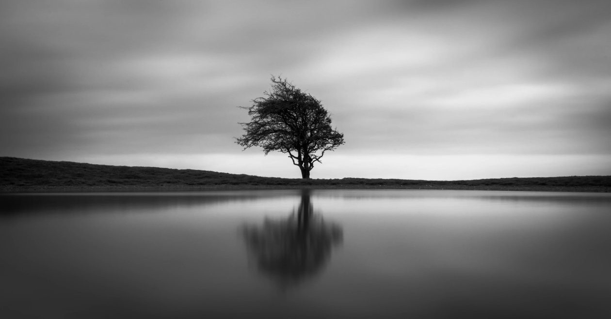 Solo Tree