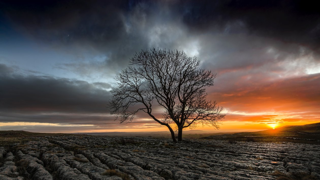 Lonely Tree In Drought Field Sunset