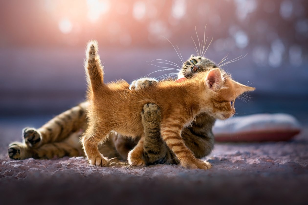 Cute Kittens
