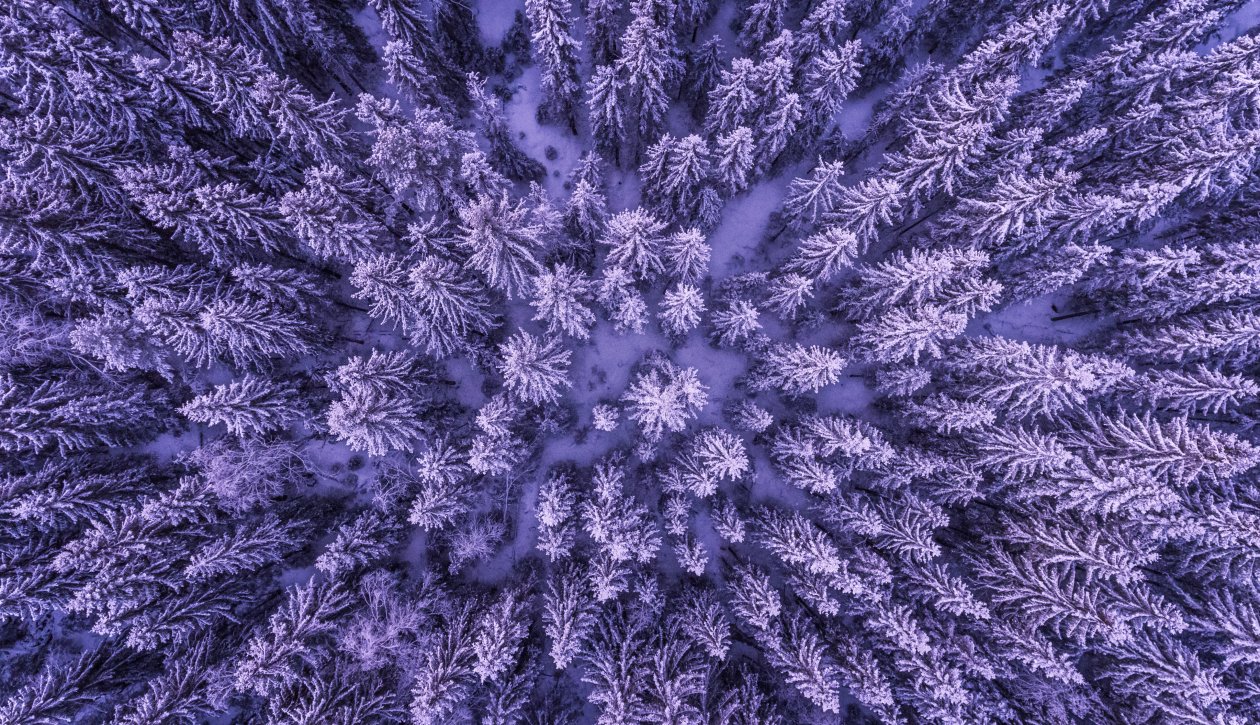 Aieral Shot Of Trees Cold