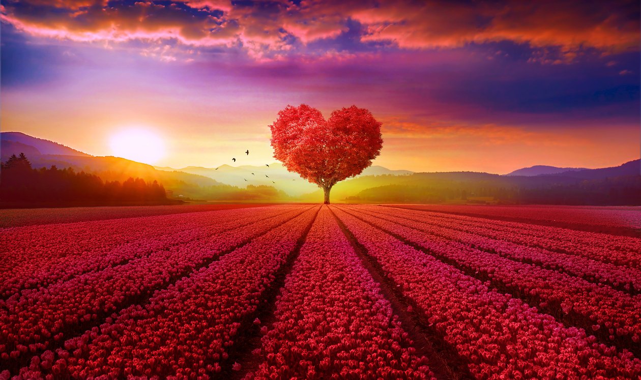 Heart Tree Field 4k