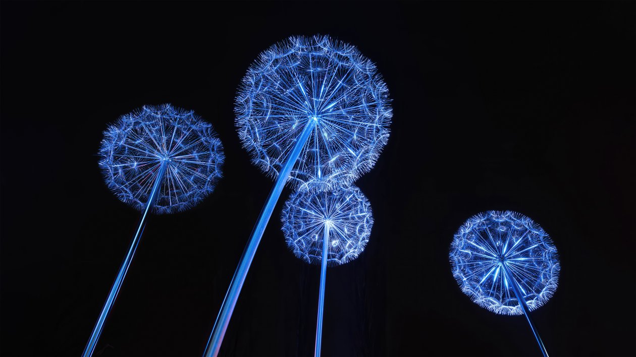 Dandeloins Flowers 5k