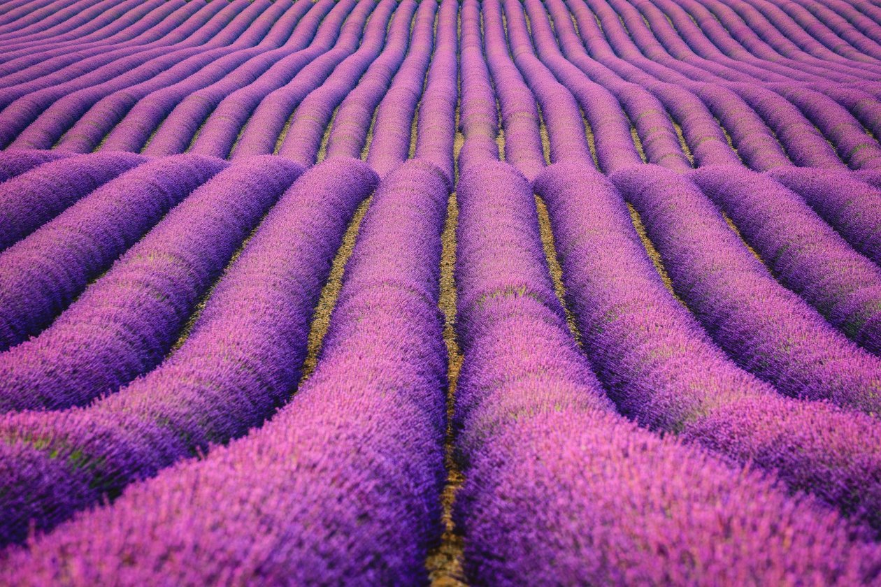 Lavenders Field