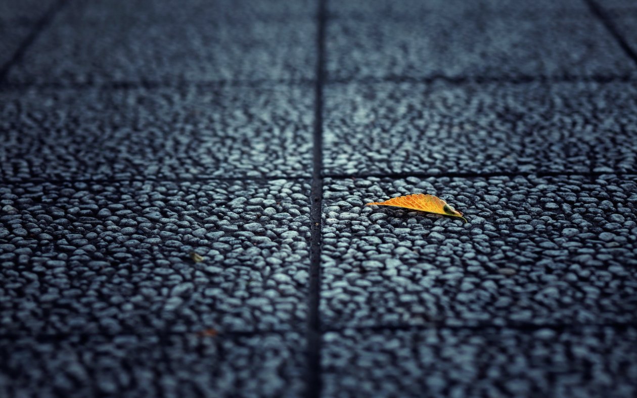 Fallen Leaf Autumn