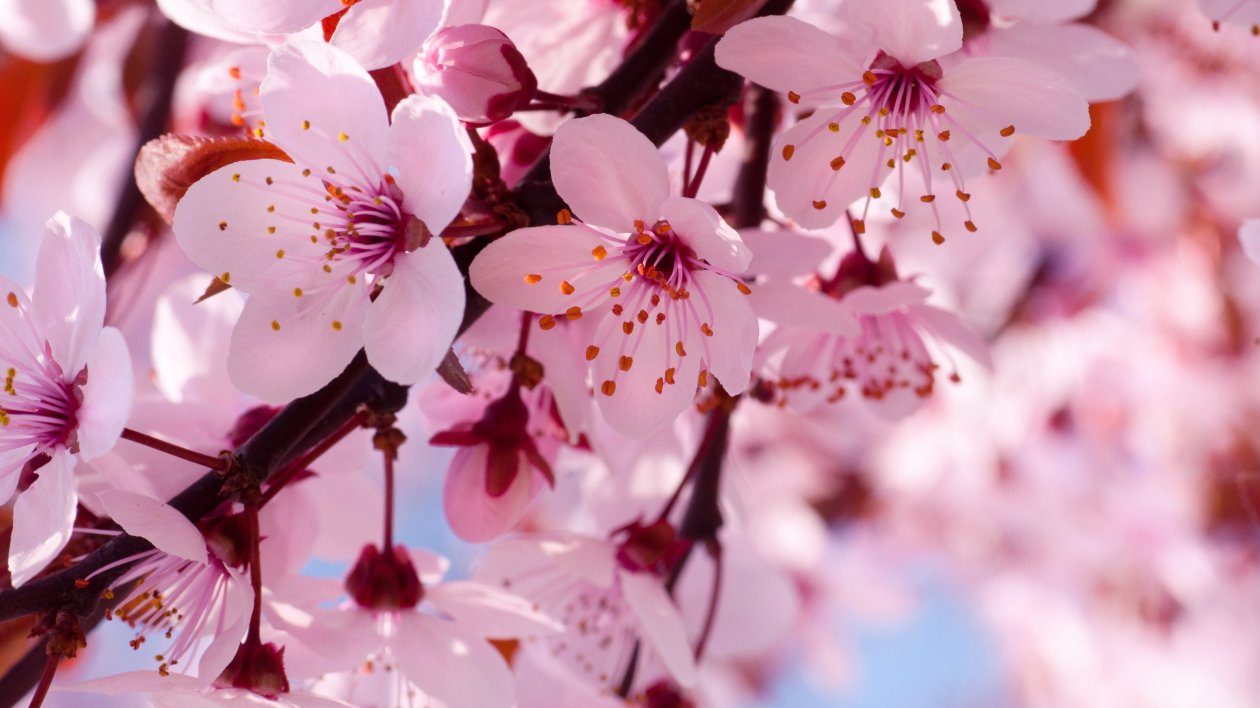 Cherry Bloosoms