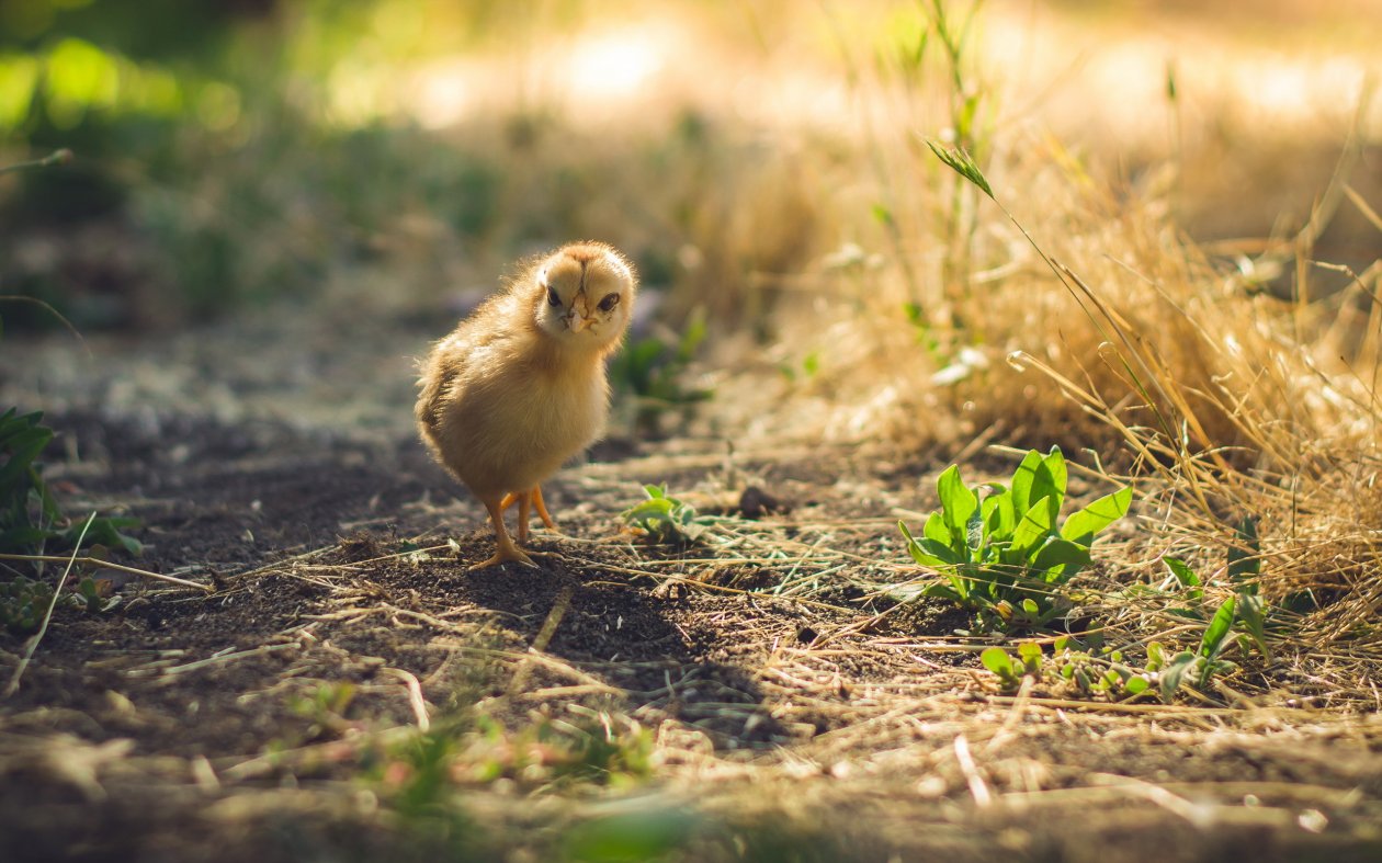 Cute Chicks