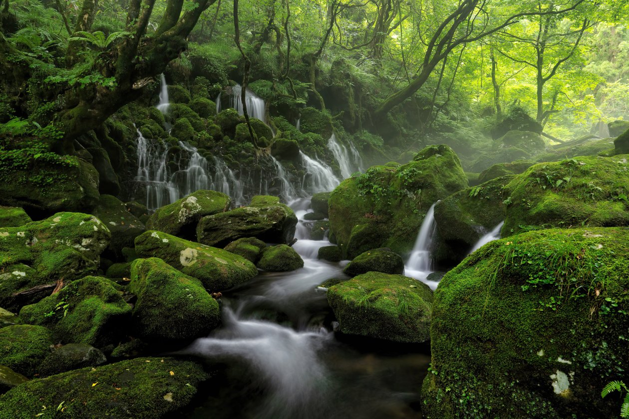 Water Steam Fog Greenery 8k