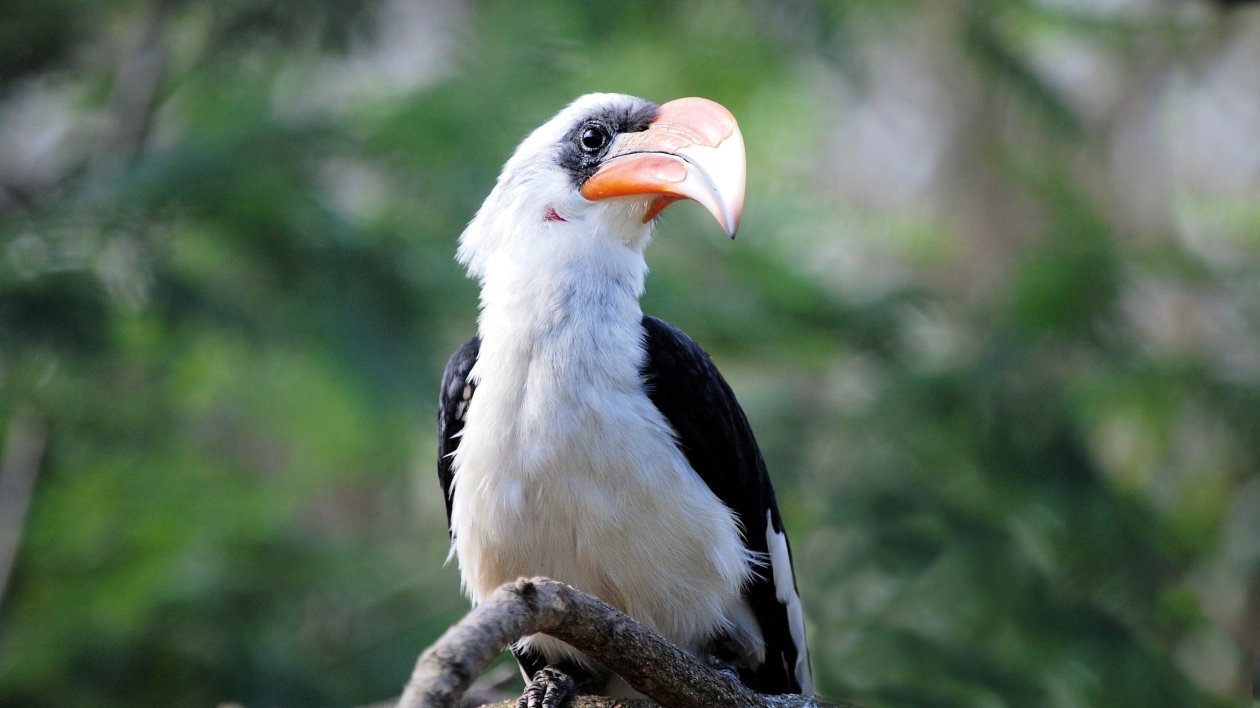Great Hornbill Bird Beak