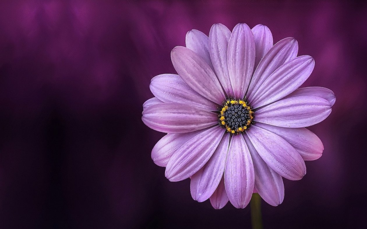 Purple Daisy Flower