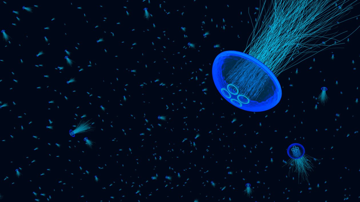 4k Jellyfish