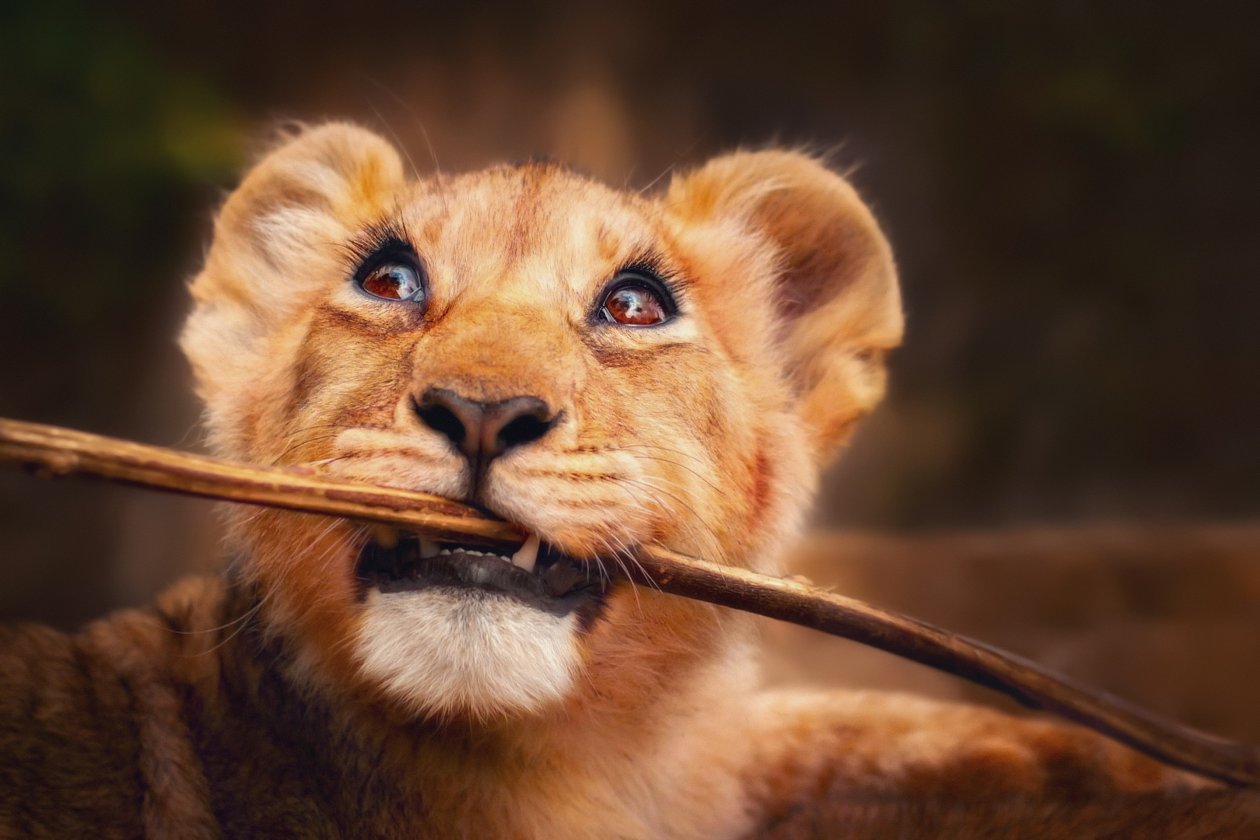 Lion Cub